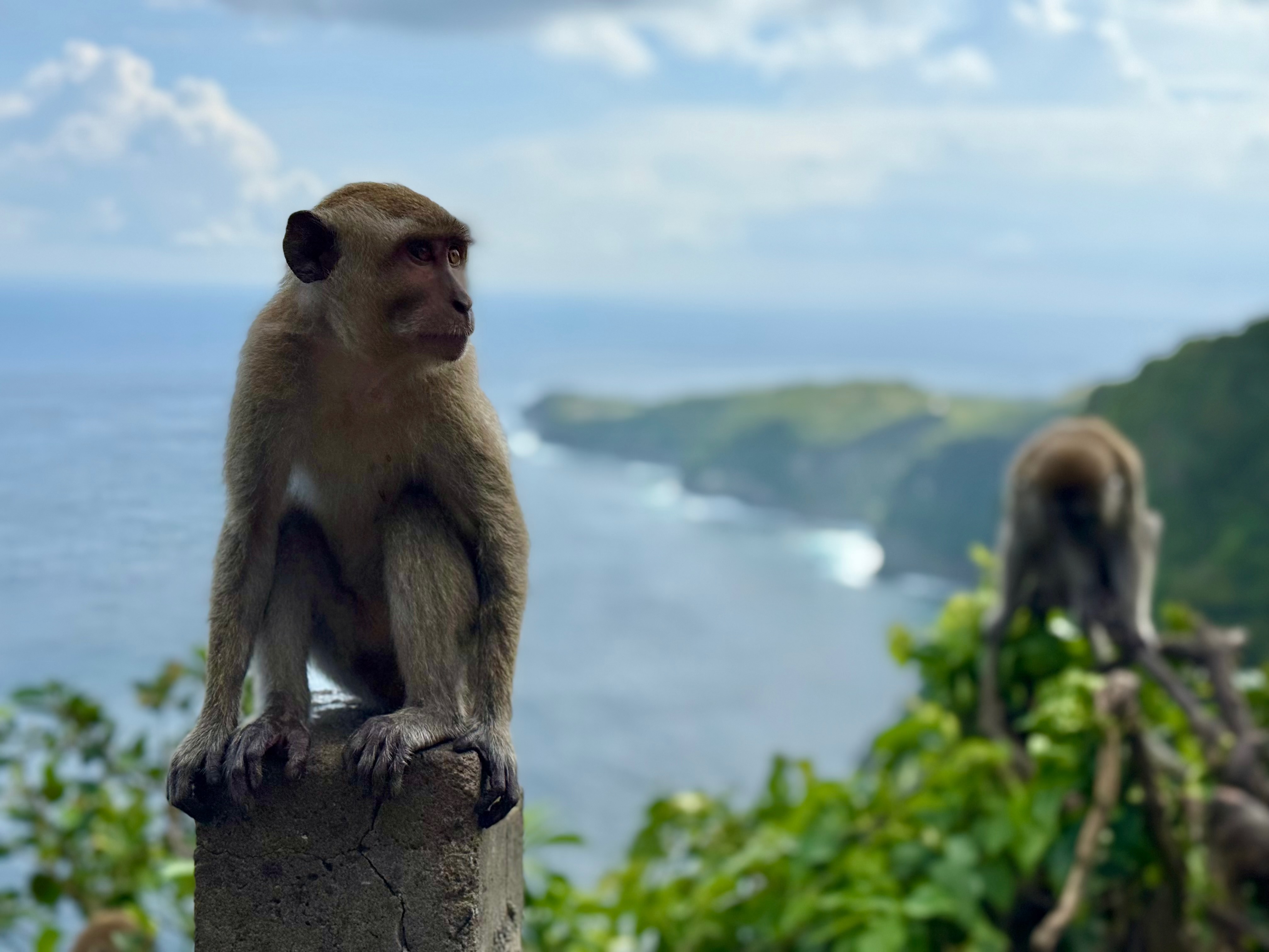 Monkeys overlooking the coast