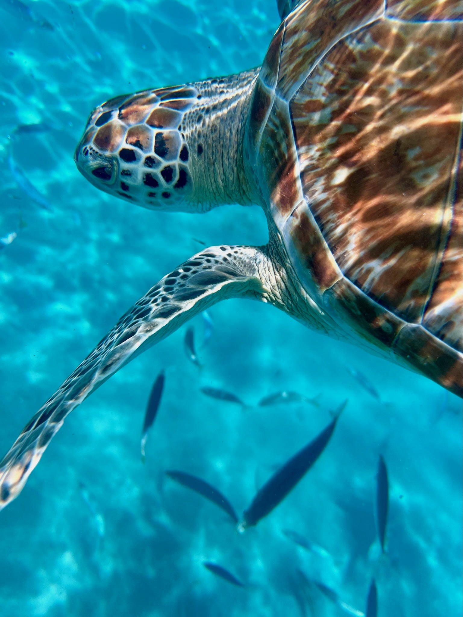 Swimming with sea turtles