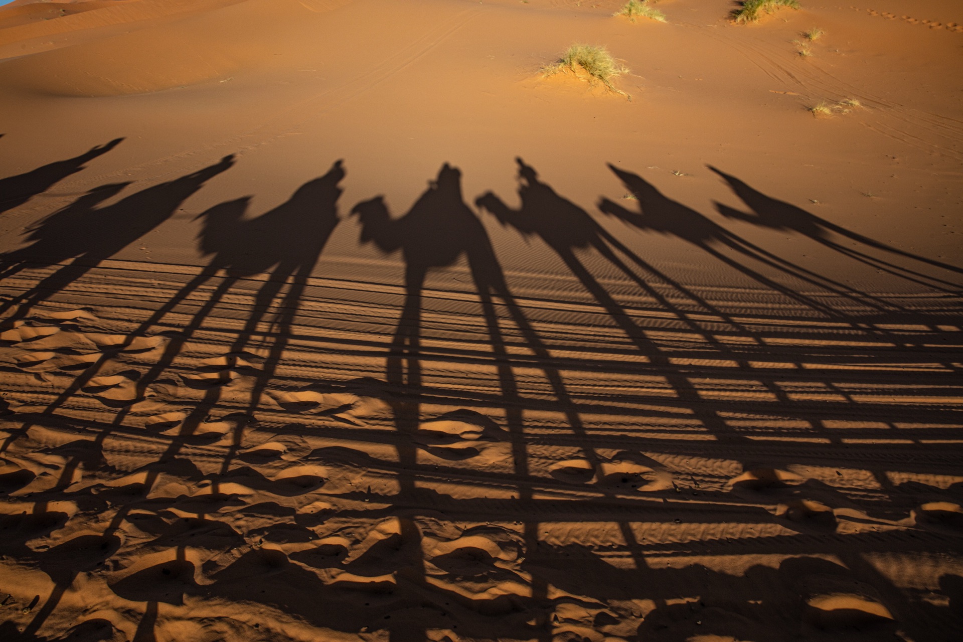 Shadows on the Sahara dunes