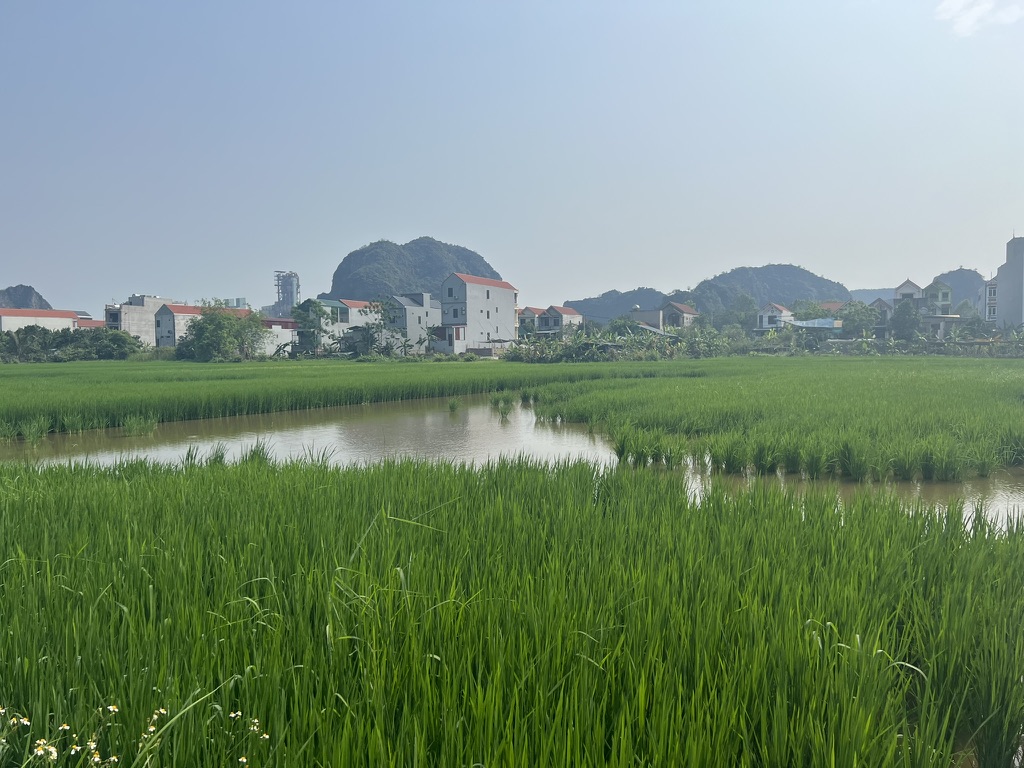 Rice paddies and karst mountains of Vietnam