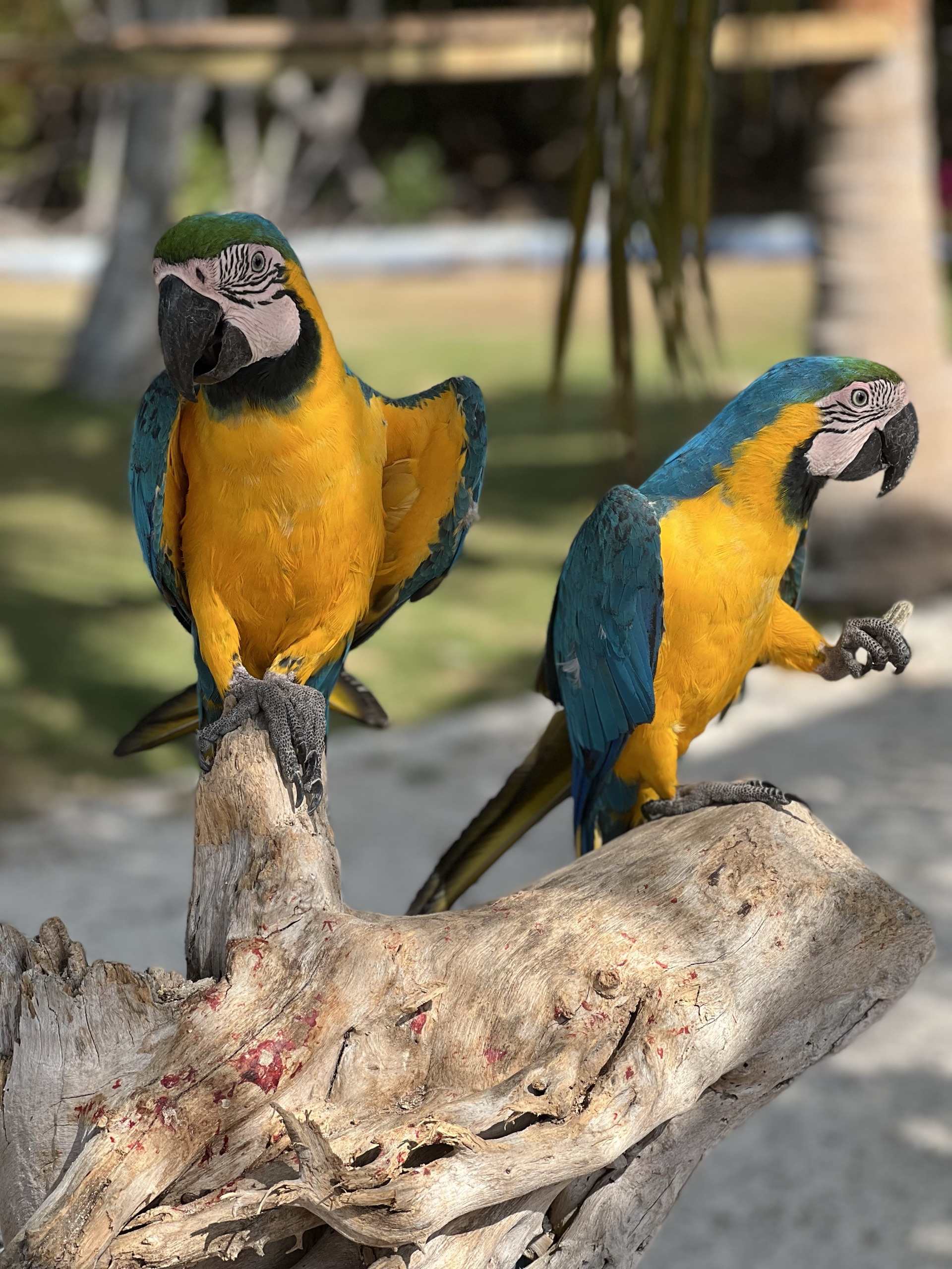 Tropical wildlife